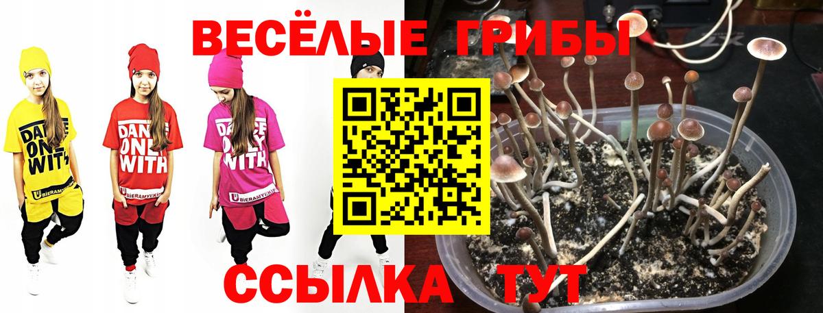 Галлюциногенные грибы Cubensis  Вход с VPN  Кандалакша 